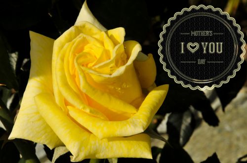 Yellow Rose Mother&#039;s Day Card