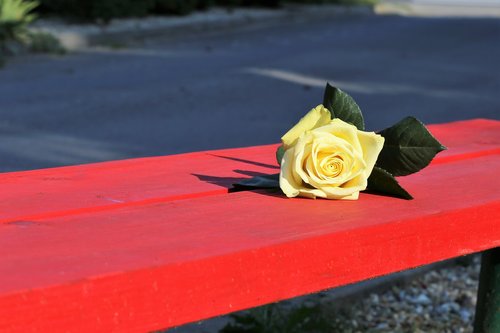 yellow rose on red bench  rosa foetida  flower