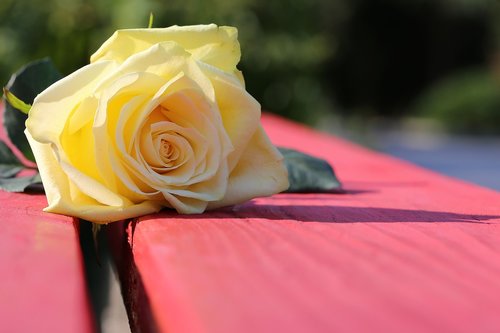 yellow rose on red bench  rosa foetida  flower