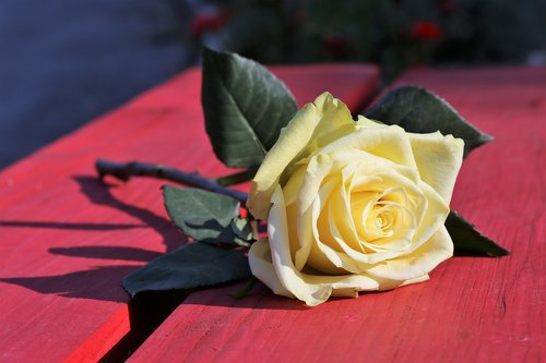 yellow rose on red bench  rosa foetida  flower