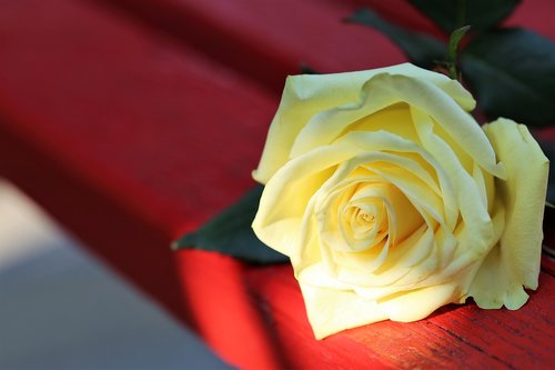 yellow rose on red bench  rosa foetida  flower
