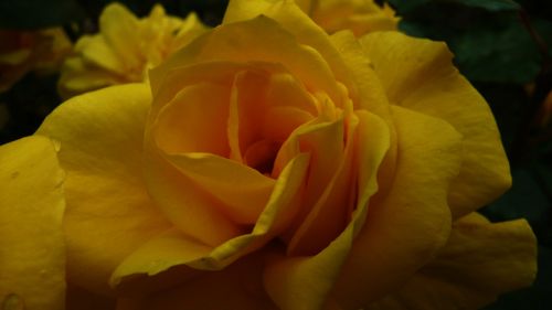 Yellow Roses