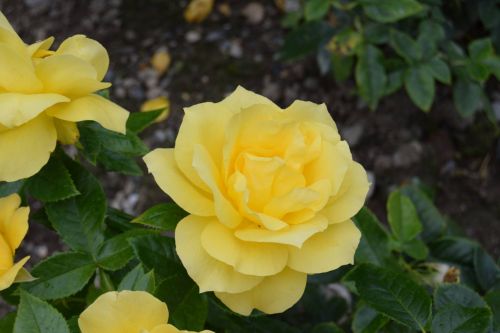 Yellow Roses