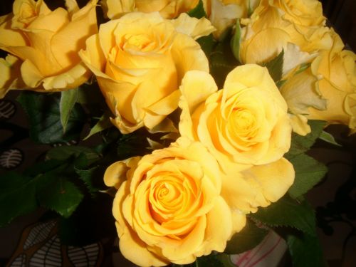 Yellow Roses