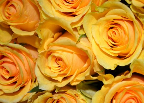 Yellow Roses