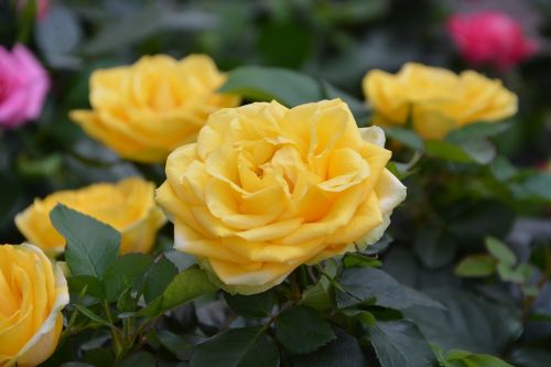 yellow roses flowers rosebush