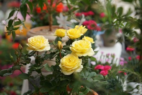 yellow roses  flowers  may