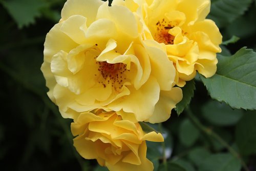 yellow roses  rose  flower