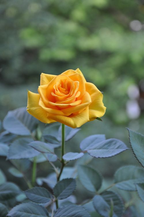 yellow roses summer flower