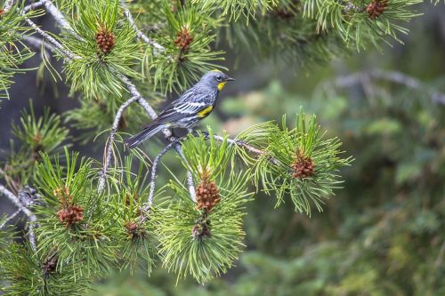 yellow-rumped warbler bird wildlife