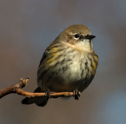 yellow-rumped warbler bird small