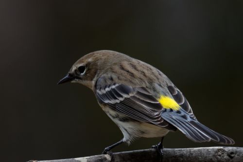 yellow-rumped warbler bird birding