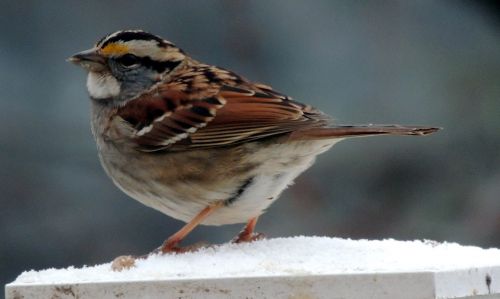 Yellow-rumped Warbler 2