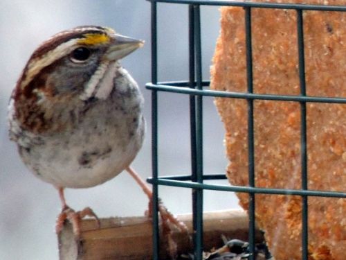 Yellow-rumped Warbler