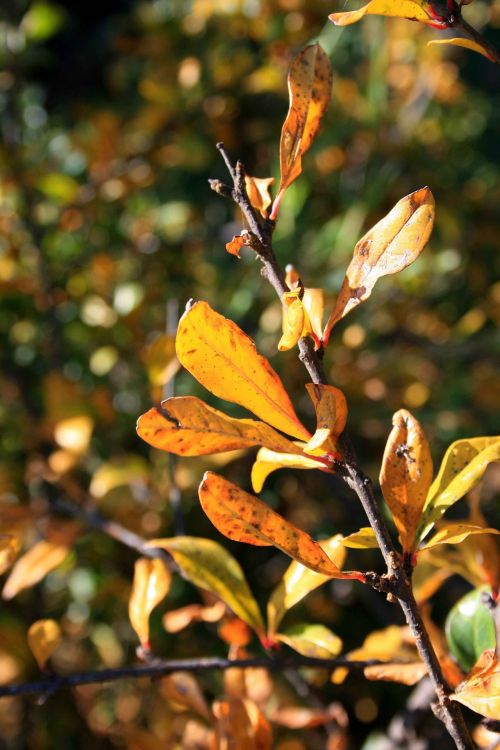 Yellow-rust Pomegranate Leaves