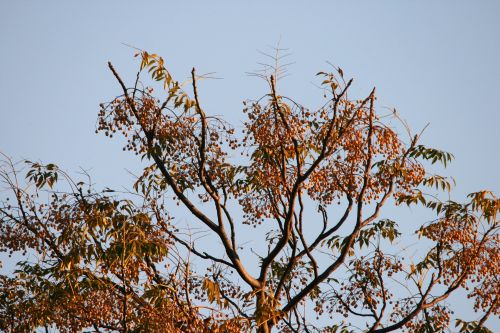 Yellow Seeds On Syringa Tree