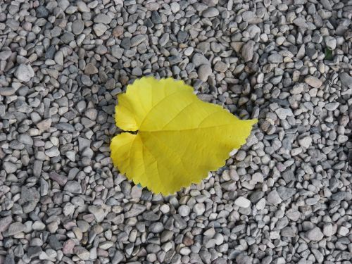 yellow sheet gravel autumn