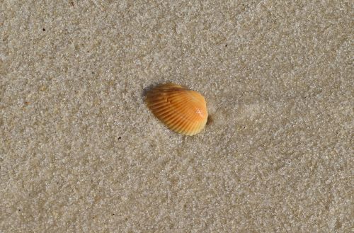 yellow shell in wet sand shell sand