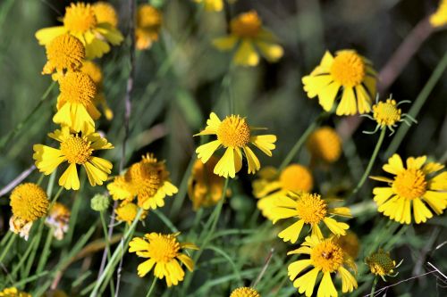 Yellow Sneezeweed Wildflowers