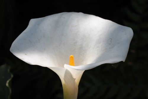 yellow spadix flower white