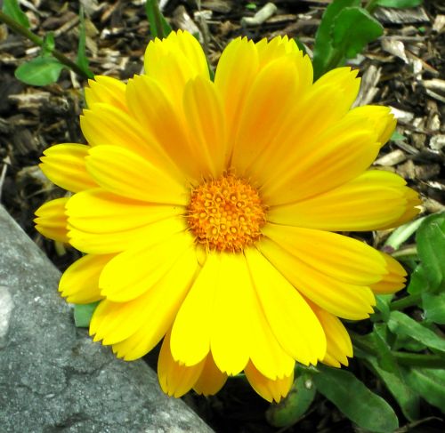 Yellow Spring Flower