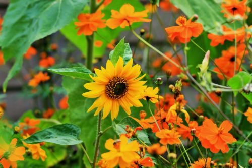Yellow Sunflower And Orange Flowers