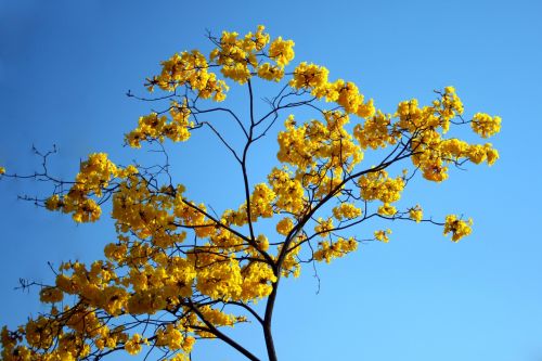 Yellow Tabebuia Flowers Against Sky