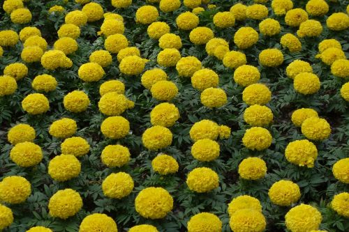 yellow tagetes floral exhibition decoration