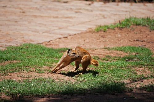 Yellow Tail Mongoose