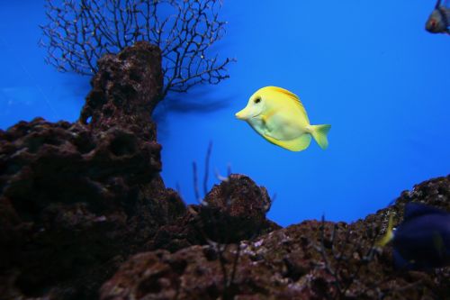 yellow tang fish saltwater