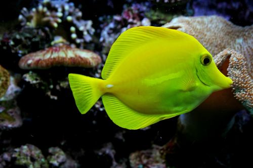 yellow tang fish saltwater