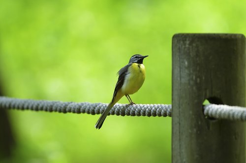 yellow to bird  new  pipit