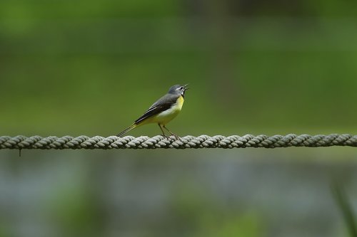 yellow to bird  new  pipit