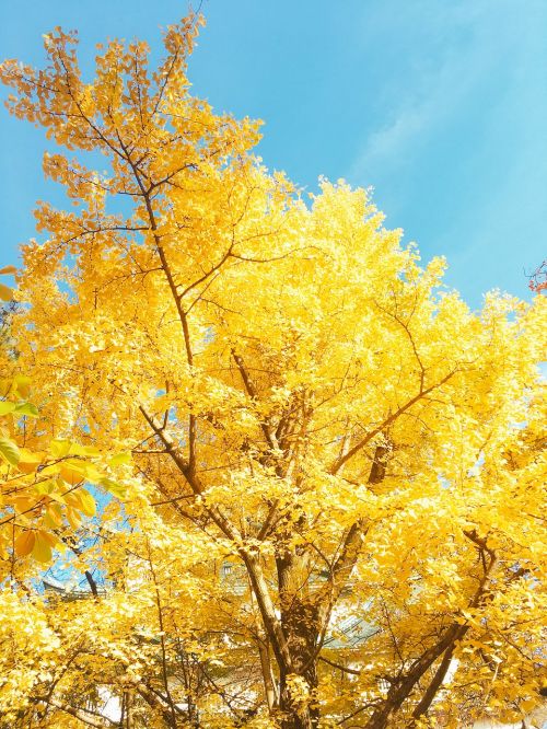 yellow tree natural asian plant