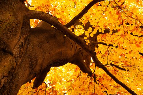 Yellow Tree In Autumn