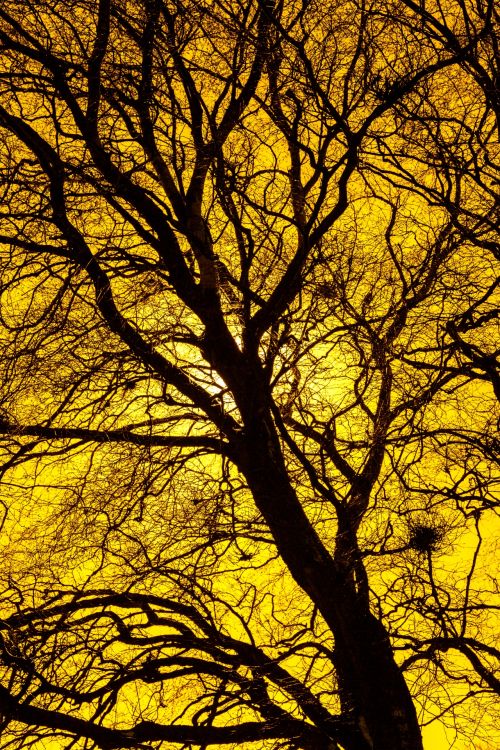 Yellow Tree Silhouette