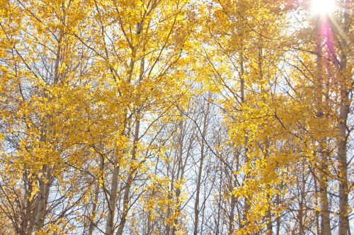 yellow trees autumn the sun shines through the leaves