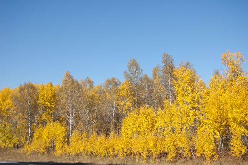 yellow trees yellow autumn leaves clear day