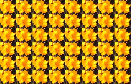 Yellow Trumpet Flower Wallpaper