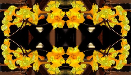 Yellow Trumpet Flowers In A Frame
