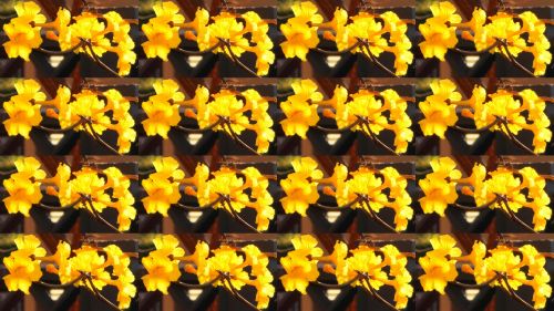 Yellow Trumpet Flowers In Rows