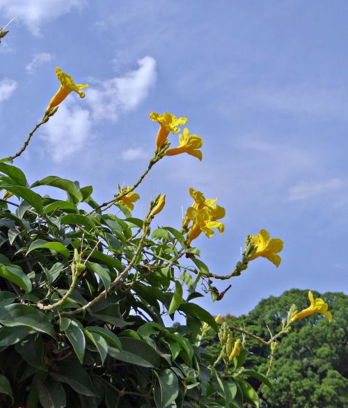 yellow trumpet vine flower yellow