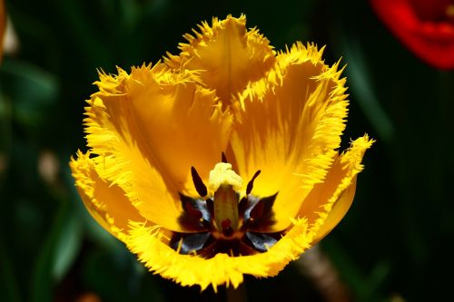 yellow tulip cut-leaved tulips