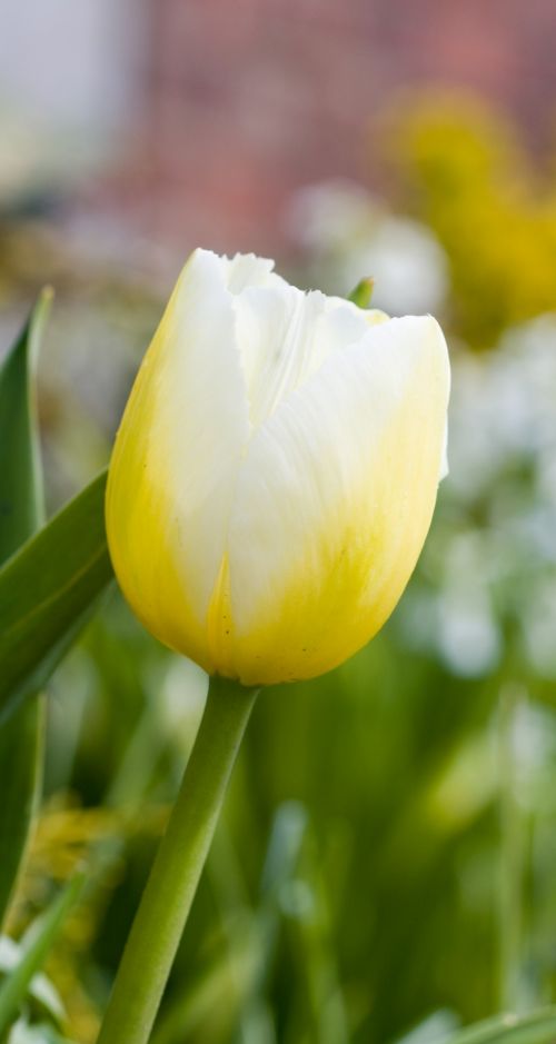 Yellow Tulip Flower