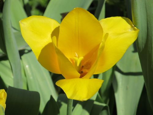 Yellow Tulip In Bloom