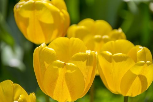 yellow tulips spring the background