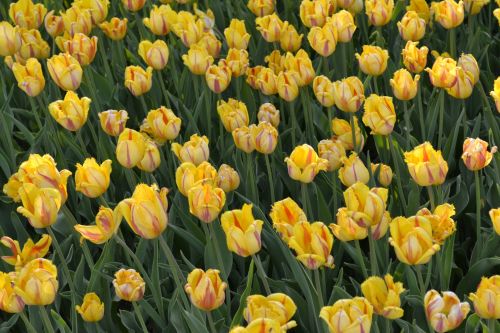 Yellow Tulips