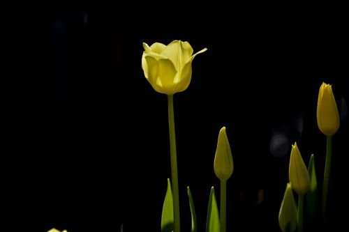 Yellow Tulips