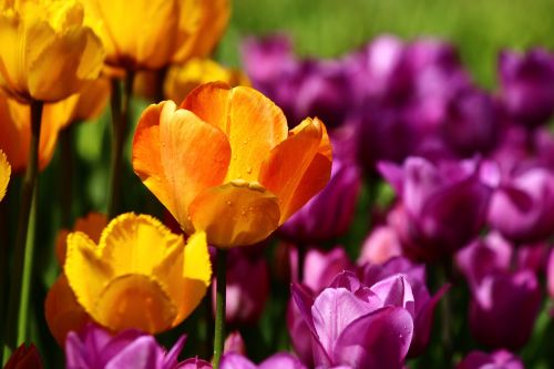 yellow tulips spring konya