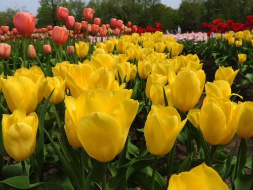 yellow tulips flowers yellow